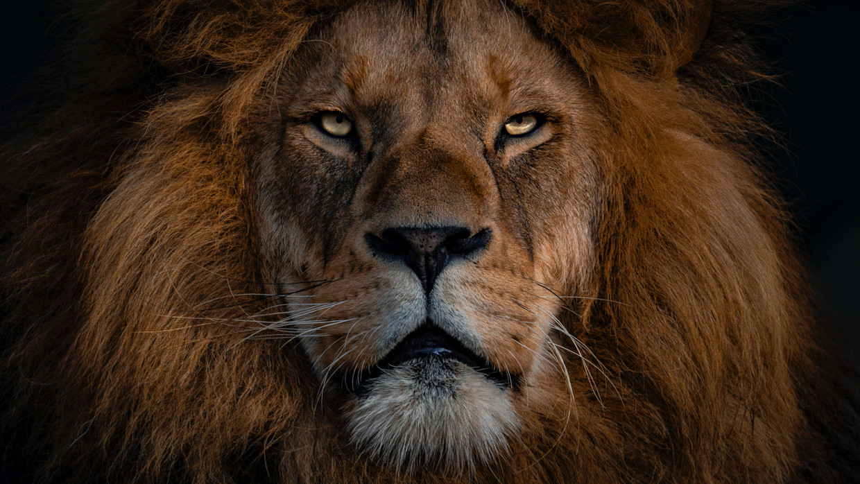Lion Competence